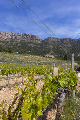 Valley of vineyards in the background of mountains