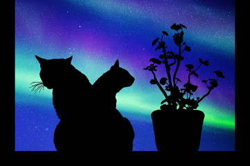 Sticker - Cats near window at night. Vector illustration with silhouettes of kittens and flower in pot. Northern lights in starry sky. Colorful aurora borealis