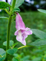 Sasame flower on tree