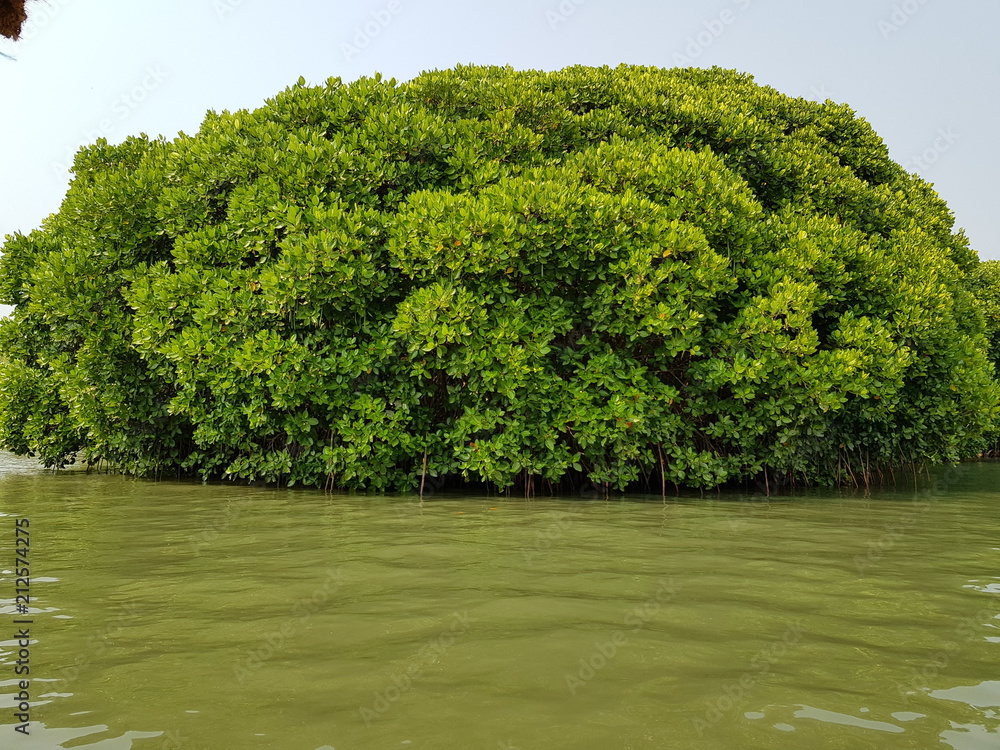 Kandal tree in kerala Stock Photo | Adobe Stock
