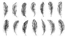 Vector Black And White Feather Pattern