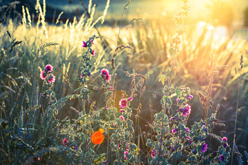 Wild summer meadow overgrown tall grass and wild flowers ,backlit with sun flare and cross processed  vintage effect