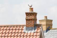 Chimney Stack. Urban Housing Estate House Roof Tops With Pigeon.