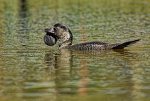 Musk Duck - Biziura Lobata,  Highly Aquatic, Stiff-tailed Duck Native To Southern Australia. It Is The Only Living Member Of The Genus Biziura