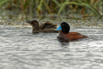 Wall Mural - Blue-billed duck - Oxyura australis - male and female, small Australian stiff-tailed duck, with both the male and female growing to a length of 40 cm, Australia