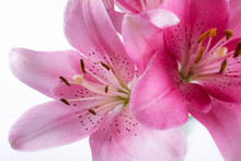 Stamen And Pistil Of Pink Flower Lilies Close Up. Abstract Nature Background.