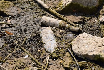 Alte Flaschen in einem morastigen Flußufer