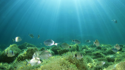 Canvas Print - Underwater ocean background with fish 