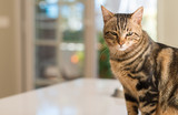 Fototapeta Koty - Beautiful feline cat at home. Domestic animal