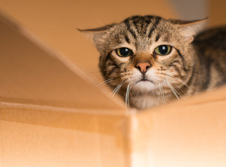 Poster - Beautiful cat playing hide and seek in a cardboard box