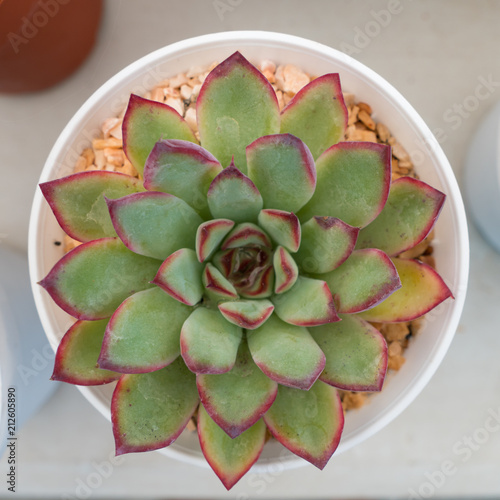 Beautiful Succulent Plant In Pot For Home Decorate In Top View