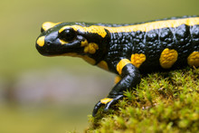 Feuersalamander - Salamandra Salamandra