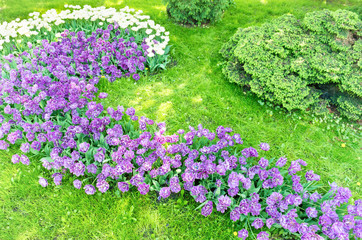 Wall Mural - Flowerbed of purple flowers tulips in the green park