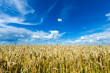 golden wheat field and sunny day