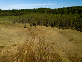 Wall Mural - Vehicle track in forest field