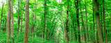 Fototapeta Dziecięca - forest trees. nature green wood sunlight backgrounds