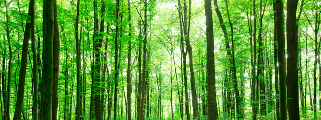 Sticker - forest trees. nature green wood sunlight backgrounds