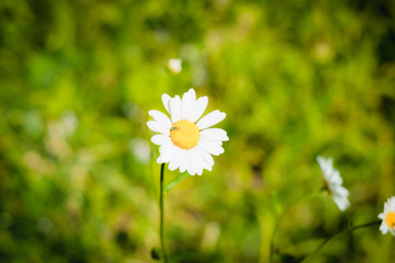 Wall Mural - Daisy flower. There is free space for your inscription