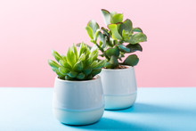 Two Indoor Plants Succulent In Gray Ceramic Pots On Blue And Pink Background With Copy Space.
