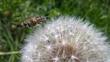 Fototapeta Dmuchawce - Bee on dandelion