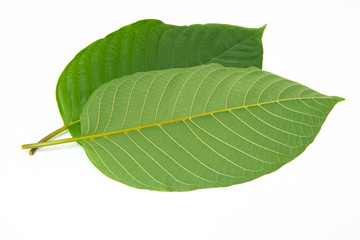 Mitragynina speciosa or Kratom leaves plant isolated on white