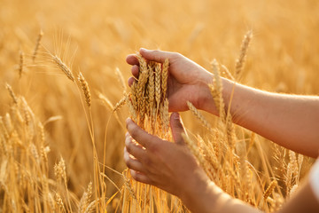 Wall Mural - Man working at the wheat field. Wheat flied at sunset