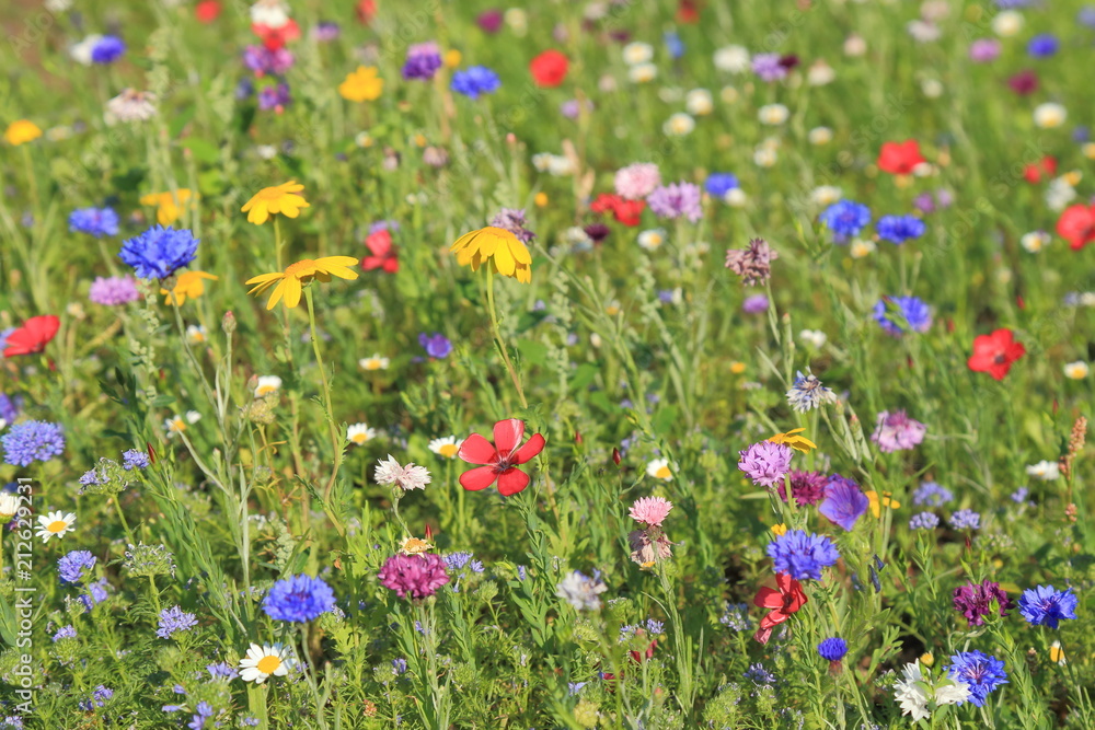 Detail of colorful wildflower meadow in summertime - obrazy, fototapety, plakaty 