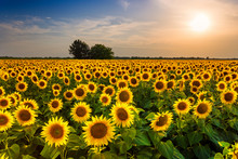 Beautiful Sunflower Field Panorama In Sunset In Summer