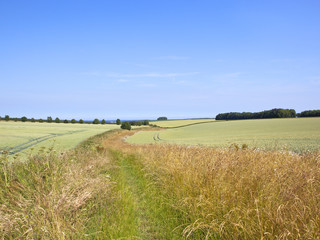 Wall Mural - Yorkshire bridleway in Summer