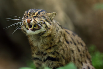 Sticker - The fishing cat (Prionailurus viverrinus), portrait with green background.