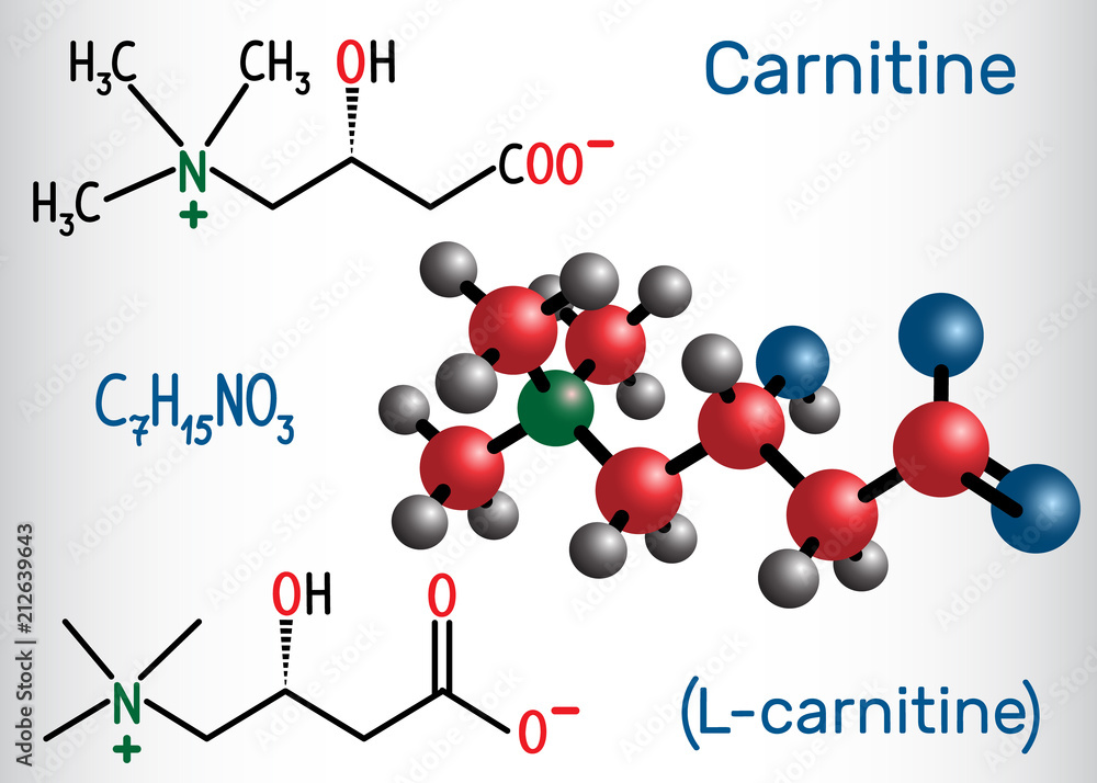 Carnitine (L-carnitine) molecule. Structural chemical formula and molecule model. Stock Vector