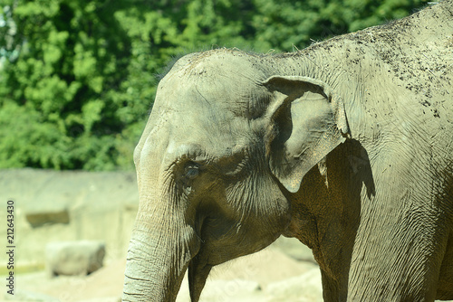 Indische Elefanten Buy This Stock Photo And Explore Similar