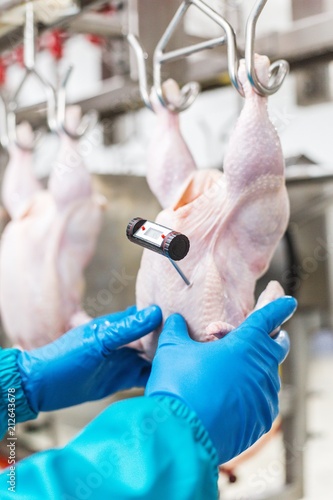 Fotografie, Obraz Worker holding a chicken carcass on a production tape checking the temperature o