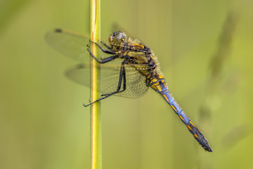 Poster - Black tailed skimmer with green background