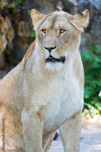 Plakat Portret Lwica (Panthera leo)