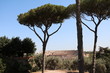 © ClaraNila - View from Palatine Hill to the Colosseum or Coliseum in Rome, Italy