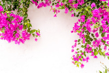 Beautiful Spanish Bougainvillea Flowers On White Wall