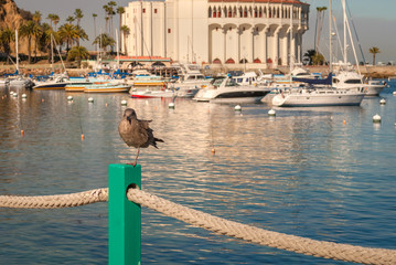 Avalon Harbor, Catalina Island, California