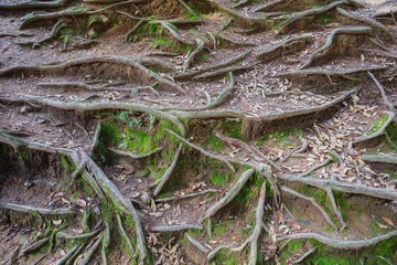 Canvas Print - tree roots and green algae plant