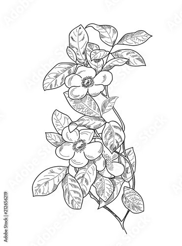 Apple Blossom Sketch In Pencil And Ink For Card Web Tattoo Stock Vector Adobe Stock