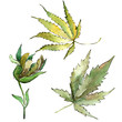 Green cannabis leaves in a watercolor style isolated. Aquarelle leaf for background, texture, wrapper pattern, frame or border.