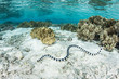 Banded Sea Krait and Shallow Reef