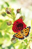 Fototapeta Motyle - red  roses, heart, flowers, vintage cards