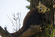 Red Panda in a Tree Eating Leaves
