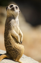 Close Up Of Meerkat Looking Up
