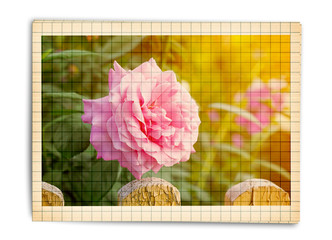 Wall Mural - Bouquet of beautiful pink roses with the invitation or congratulation