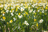 Fototapeta Tulipany - Daffodil flower or Lent lily, Narcissus pseudonarcissus, blooming in Dutch flower fields Drethe, the Netherlands.