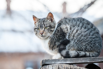 Wall Mural - Cat on a wooden fence
