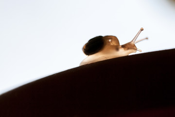 Sticker - Small, transparent snail on a leaf
