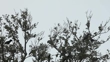 Flock Of Crows In The Trees